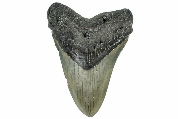 Serrated, Fossil Megalodon Tooth - North Carolina #309485